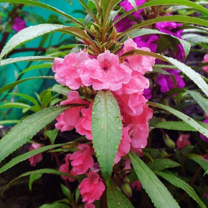봉숭아 씨앗 봉선화 씨앗 Impatiens Balsamina