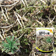 냉이나물 씨앗 Capsella Bursa-Pastoris Seeds