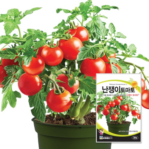 방울 토마토 씨앗 Cherry Tomato Seeds