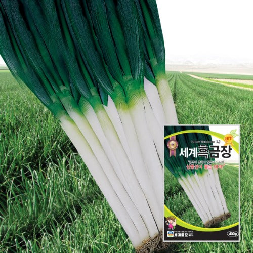흑금장파 씨앗 Bunching Onion Seeds
