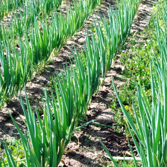 흑금장파 씨앗 Bunching Onion Seeds