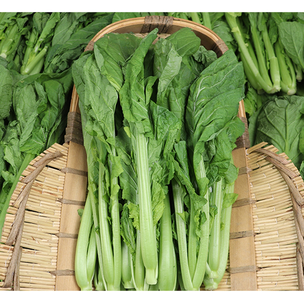 돌산갓 씨앗 Leaf Mustard Dolsan Seeds