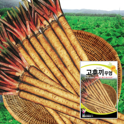 고후끼 우엉씨앗 Burdock Plant Seeds