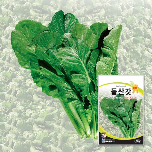 돌산갓 씨앗 Leaf Mustard Dolsan Seeds