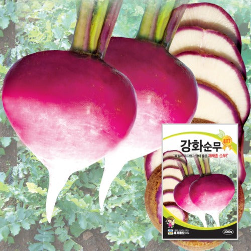 강화순무 씨앗 Korean Gang Hwa Turnip Seeds