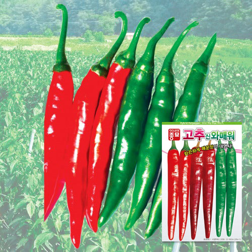 고추신 와매워 Hybrid Hotpeper Seeds