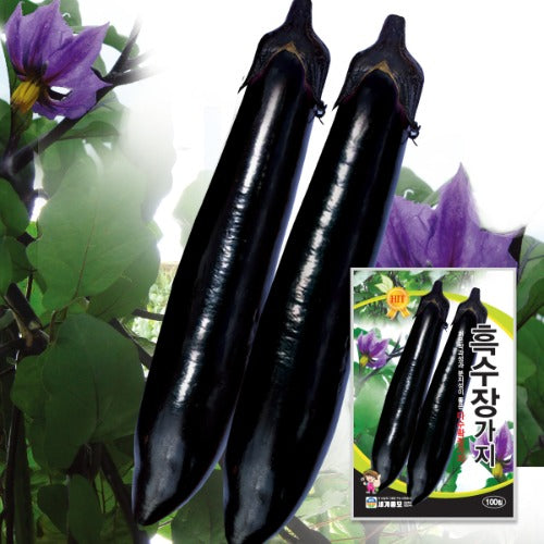 가지 아시아흑장 씨앗 Black Eggplant Seeds