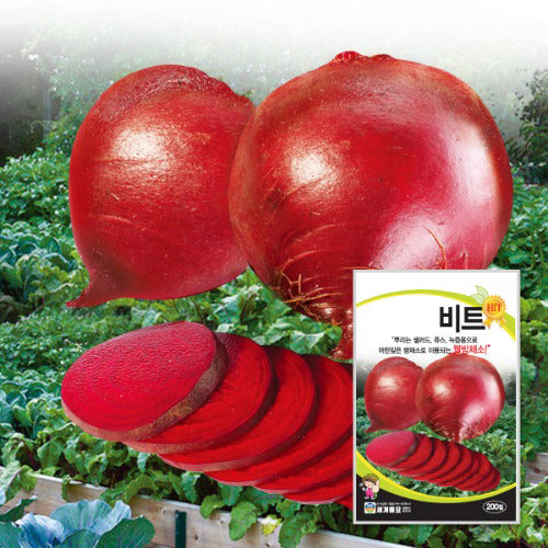 비트 씨앗 Beet Seeds