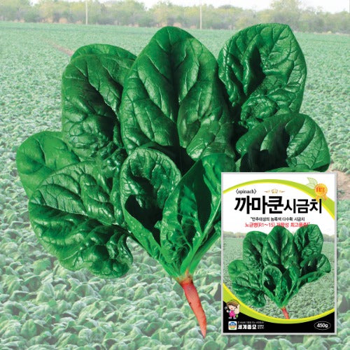 시금치 씨앗 Spinach Seeds