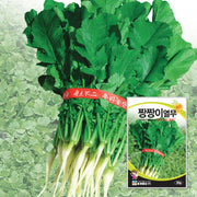 열무씨앗 Young Radish Seeds