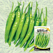 꽈리고추 Wrinkled Green Pepper Seeds