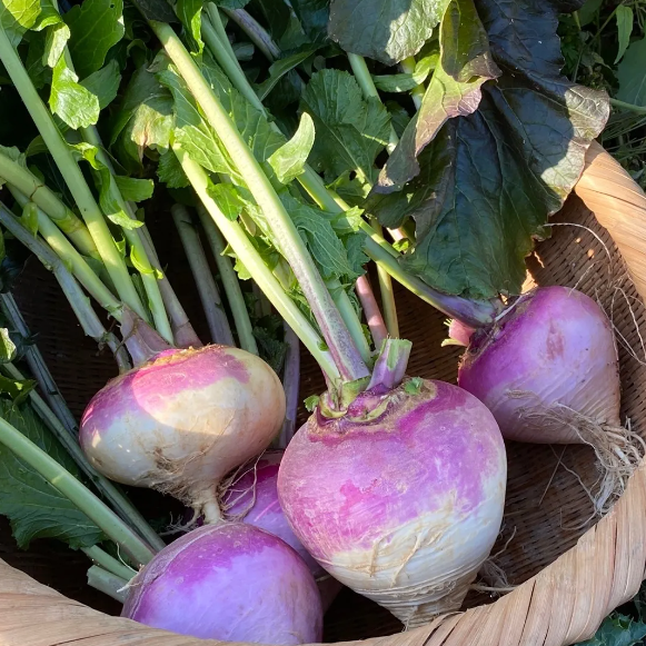 강화순무 씨앗 Korean Gang Hwa Turnip Seeds