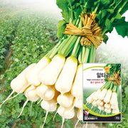알타리무 씨앗 Hybrid Kimchi Radish Seeds
