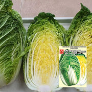 춘연골드 배추 씨앗 Hybrid Kimchi Cabbage Seeds
