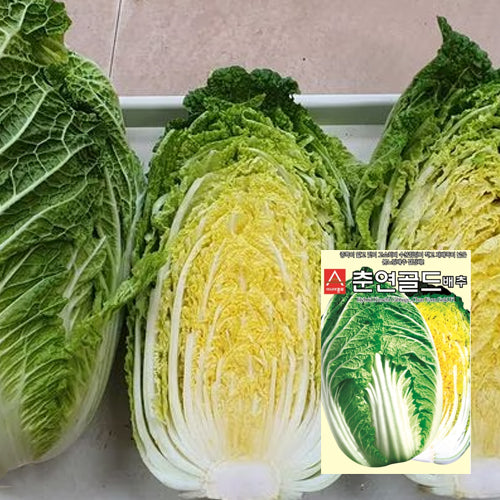 춘연골드 배추 씨앗 Hybrid Kimchi Cabbage Seeds