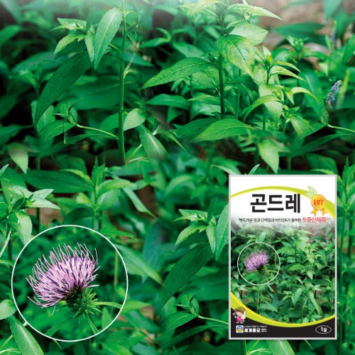곤드레 씨앗 Cirsium setidens Seeds