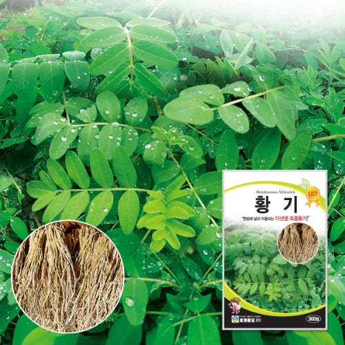 황기씨앗 Milk Vetch Root Seeds