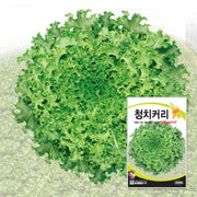 청치커리 Endive Seeds