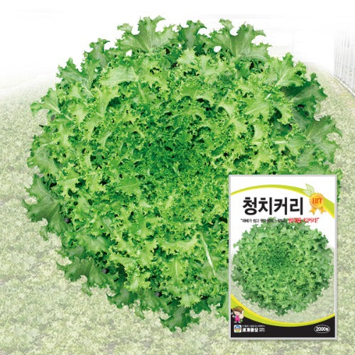 청치커리 Endive Seeds