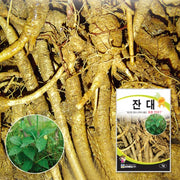 잔대씨앗 Adenophola triphylla Seeds