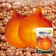 태랑21양파 Onion Seeds