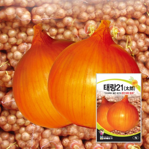 태랑21양파 Onion Seeds