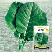 케일 씨앗 Kale Seeds