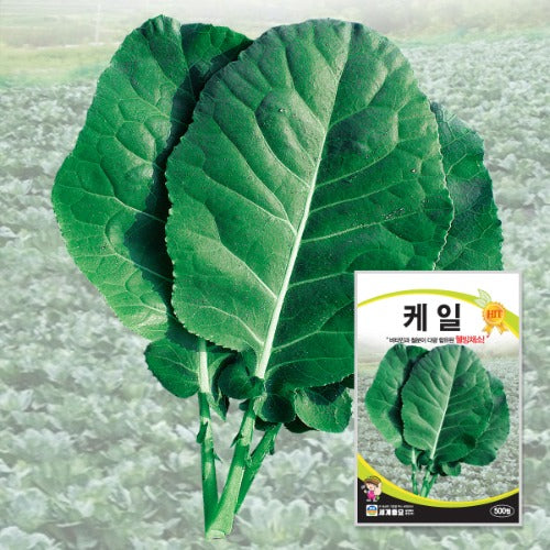 케일 씨앗 Kale Seeds