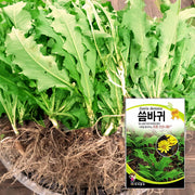 씀바귀 Ixeris dentata Seeds