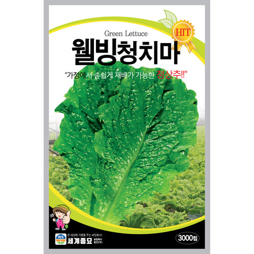 청상추 Green Lettuce Seeds