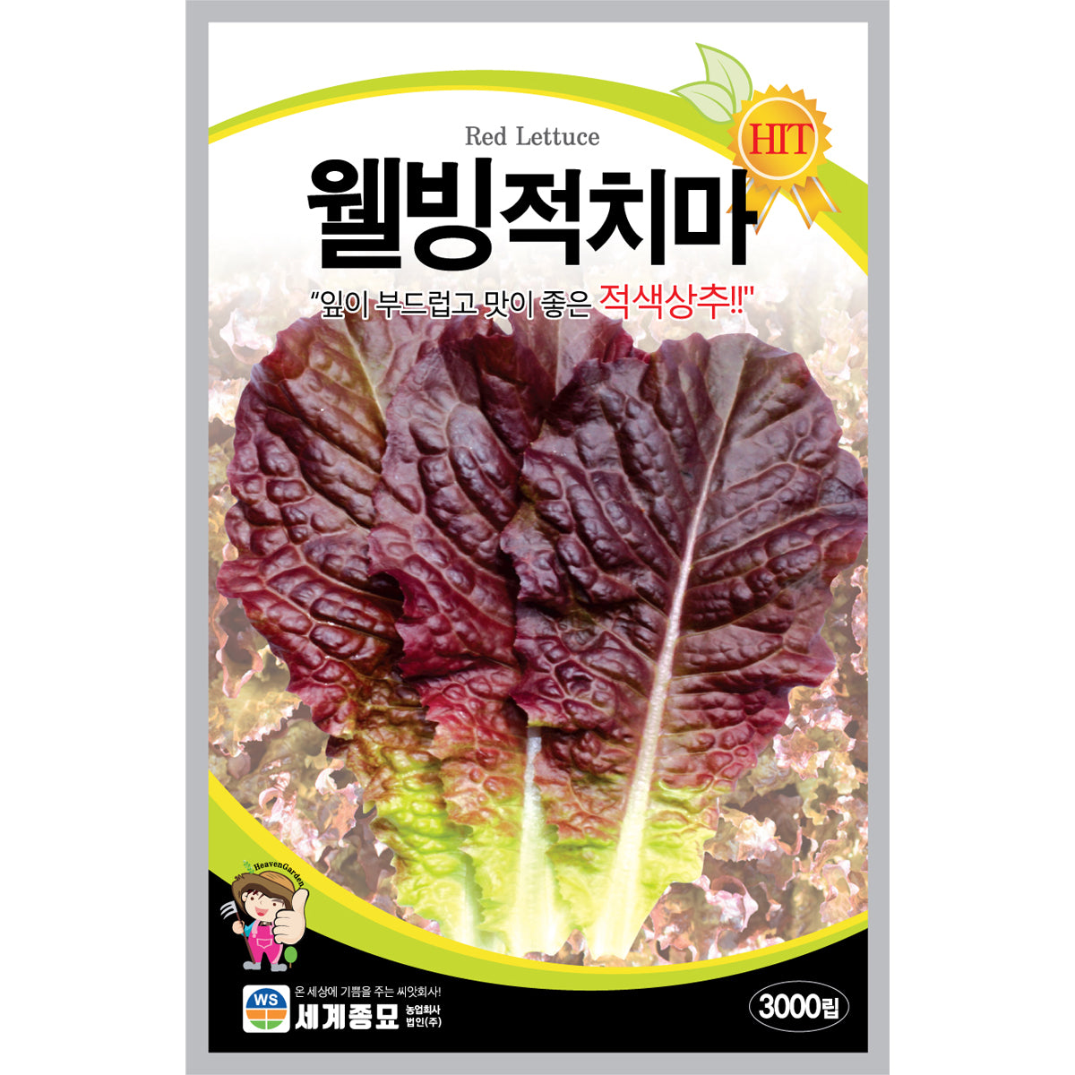 상추 적치마 씨앗 Leaf purple Lettuce Seeds