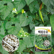 백하수오 Wilfordi Root Seeds