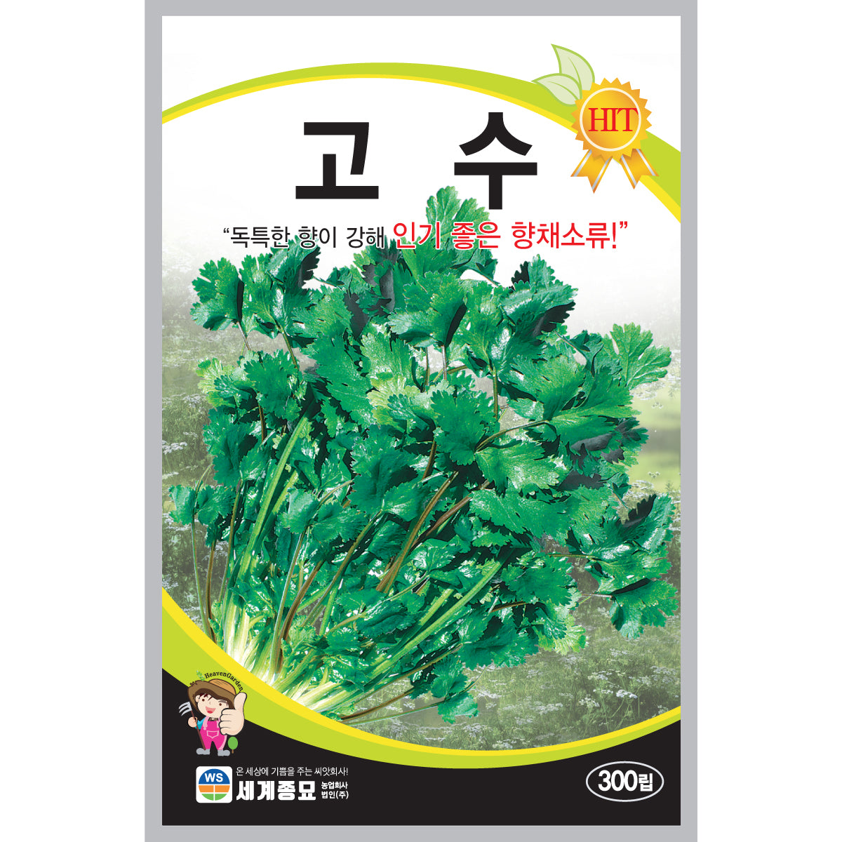 고수 실란트로 씨앗 Coriander Cilantro Seeds