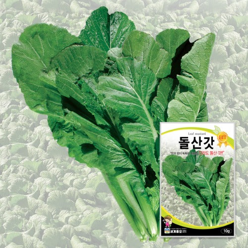돌산갓 씨앗 Leaf Mustard Seeds 5g