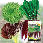 모듬 치커리 씨앗 Mixed Chicory Seeds