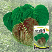 들깨깻잎 씨앗 Green Leaf Perilla Seeds