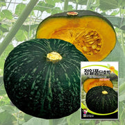 단호박 씨앗 Hybrid Squash Seeds