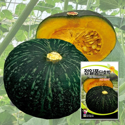 단호박 씨앗 Hybrid Squash Seeds