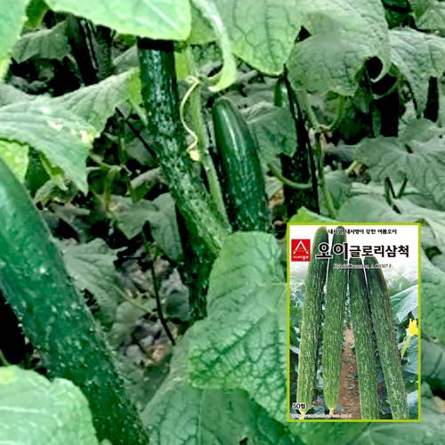 오이 글로리삼척 씨앗 Cucumber Glory Samcheok Seeds