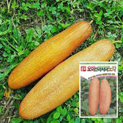 오이신 아시아 노각씨앗 Hybrid Cucumber Seeds