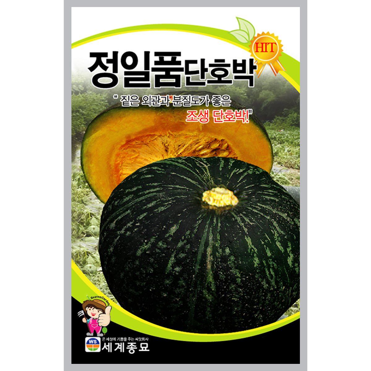 단호박 씨앗 Hybrid Squash Seeds
