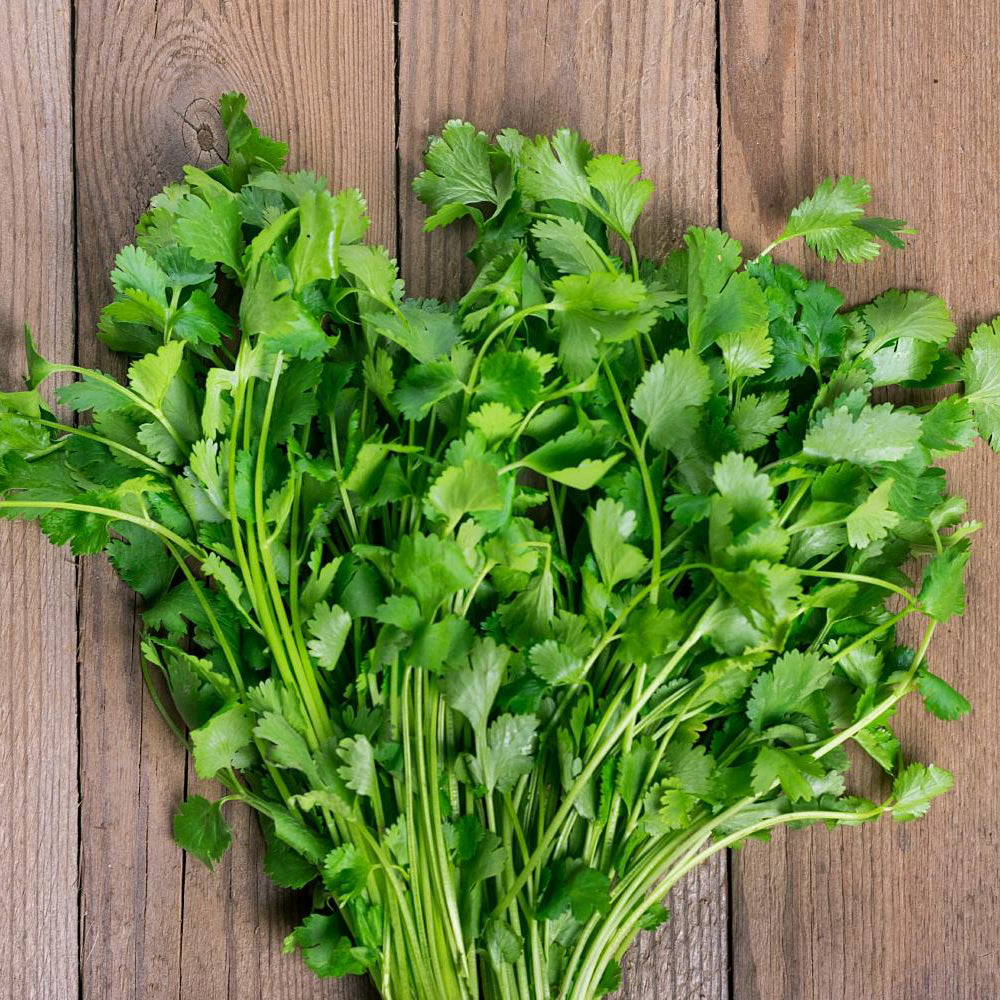 고수 실란트로 씨앗 Coriander Cilantro Seeds