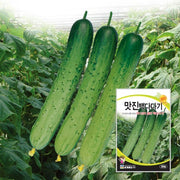 맛진 은천 오이씨앗 Cucumber Seeds