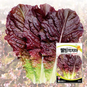 상추 적치마 씨앗 Leaf purple Lettuce Seeds