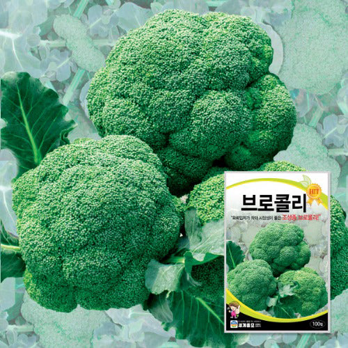 ėøė”ģ½ė¦¬ ģØģ Broccoli Seeds