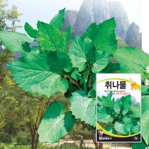 취나물 씨앗 Korea Aster Chwinamul Seeds