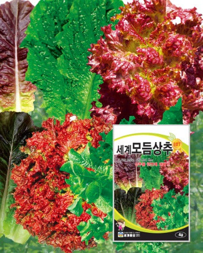 모듬상추 씨앗 Lettuce Collection Seeds