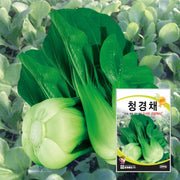 청경채 씨앗 Hybrid Bok Choy Seeds