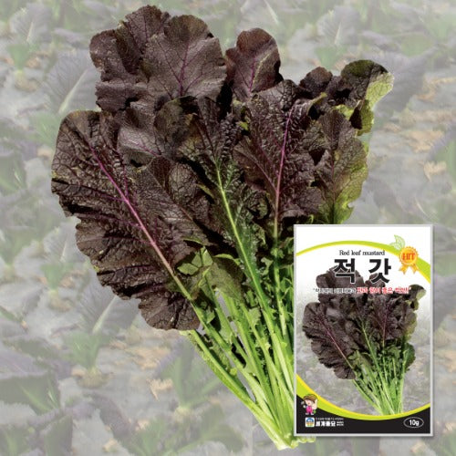 적갓 씨앗 Red Leaf Mustard Seeds