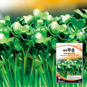 무순 씨앗 Sprout radish Seeds
